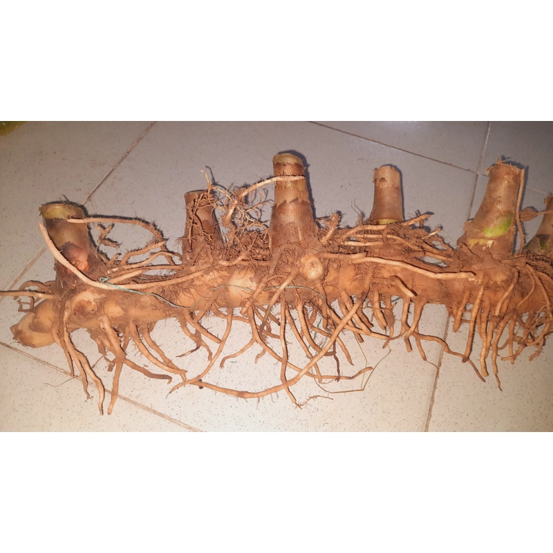 Củ cát lồi - củ cây mía dò, củ tươi  503471