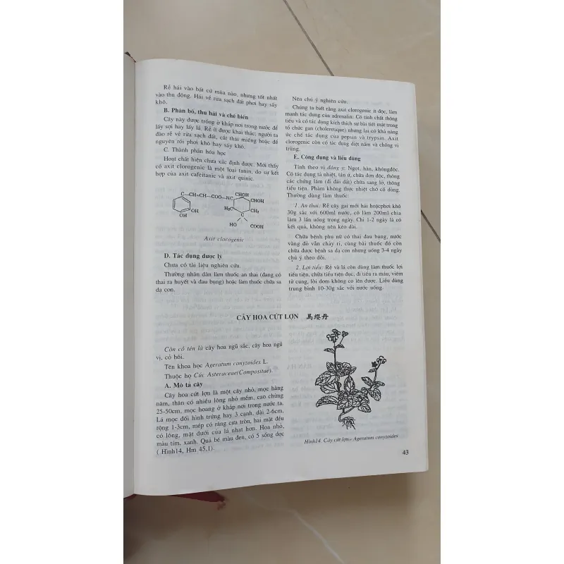 CÂY THUỐC VỊ THUỘC VIỆT NAM  931945