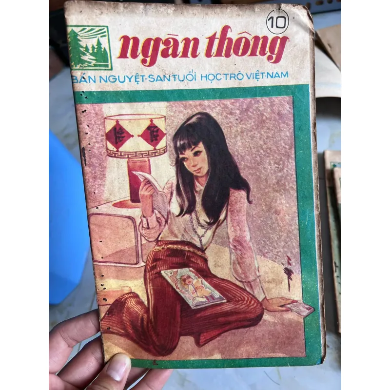 NGÀN THÔNG - VI VI 995495