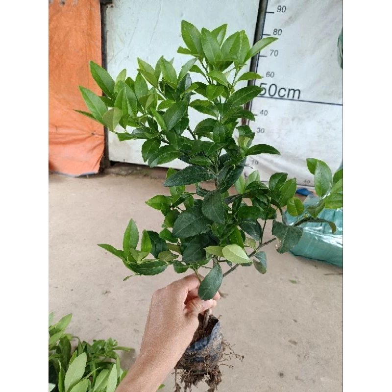Cây chanh ta ăn lá ăn quả cao 20cm - 30 cm 446058