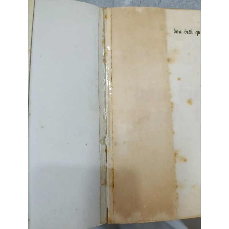 HOA TRÁI QUANH TÔI 596895