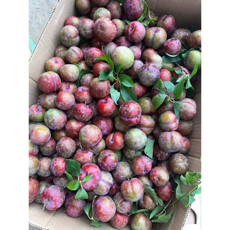 Mận hậu Sơn la  1009592