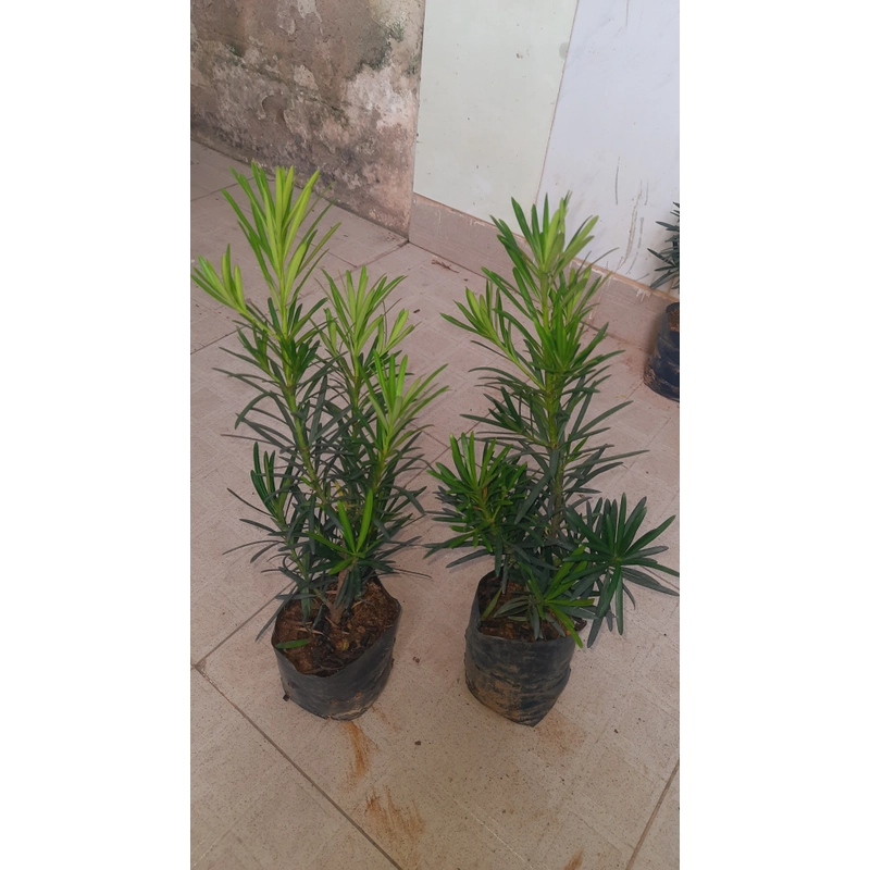 Cây tùng La Hán, chiều cao 40cm, như hình chụp  501590