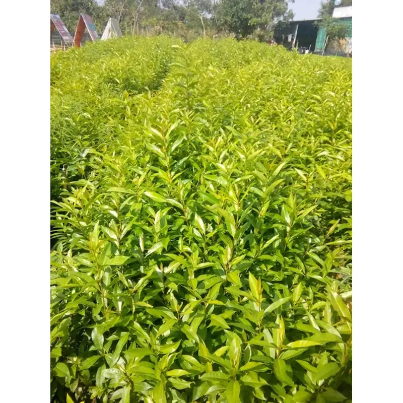 Lá vối nếp tươi 758114