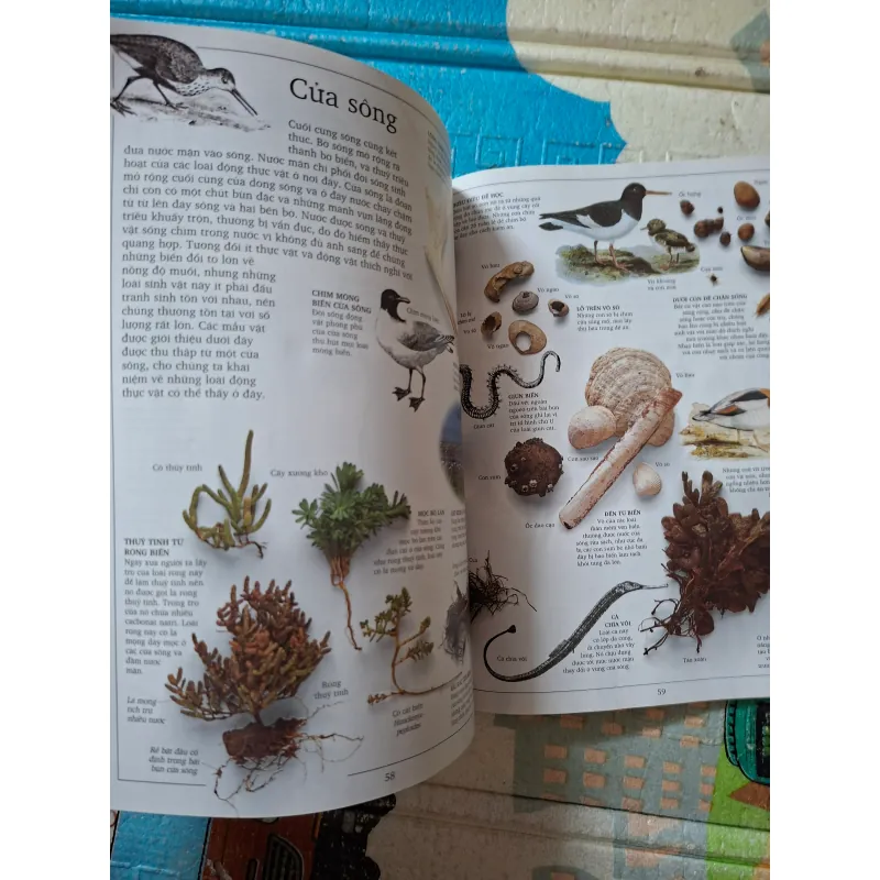 Động Thực Vật Ở Sông Hồ 993247