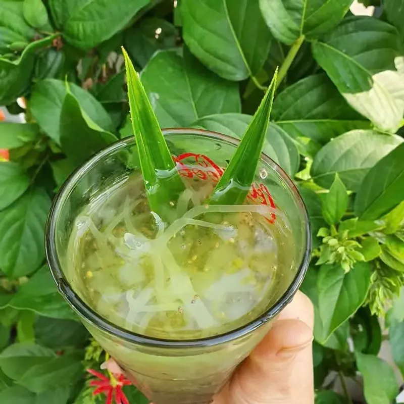 Rong sụn biển muối khô hàng loại 1 cọng to, dày dùng làm nước mát, sâm bổ lượng, trộn gỏi 753643