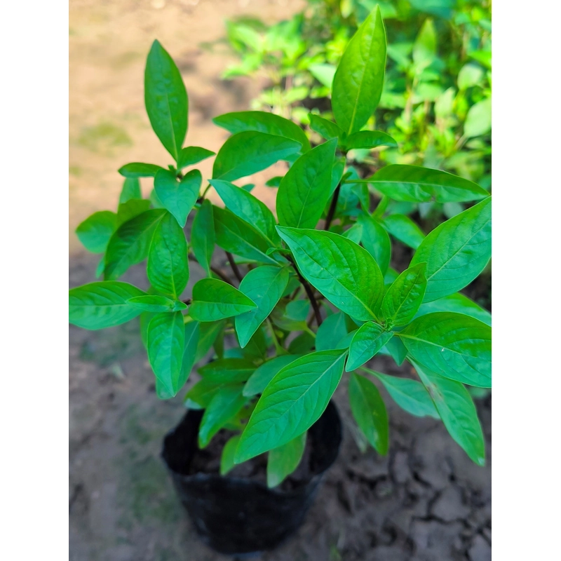 Chậu cây húng quế 478550