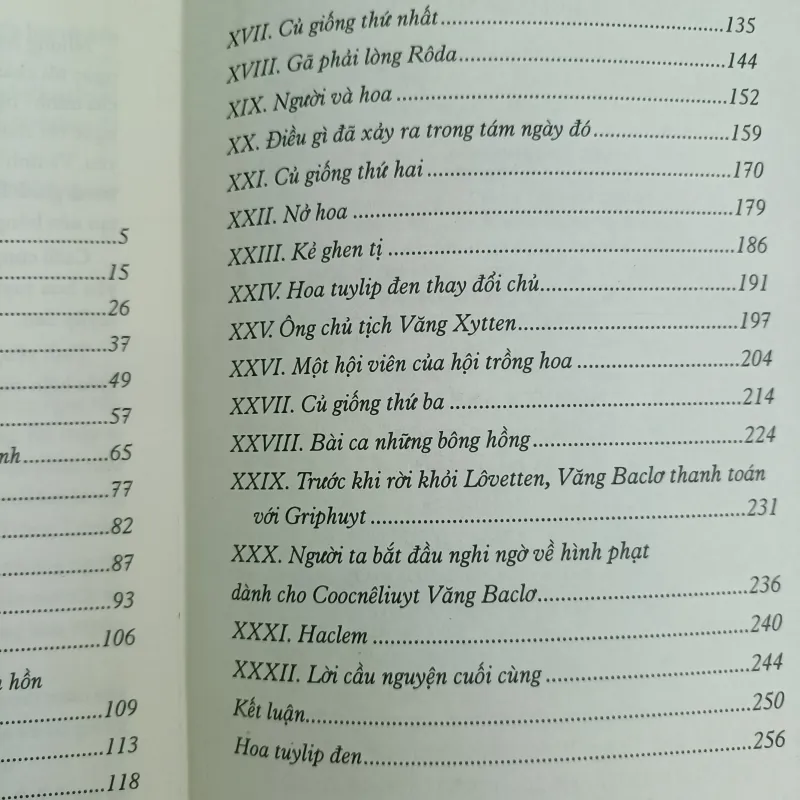 Hoa Tuylip Đen 558250