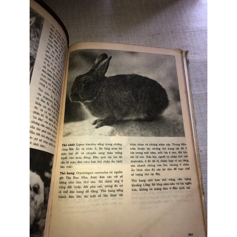 Bách khoa minh hoạ bằng hình ảnh - Thế giới động vật  779595