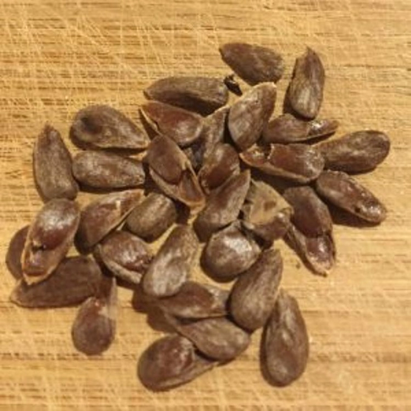 Hạt nhàu giống 503696