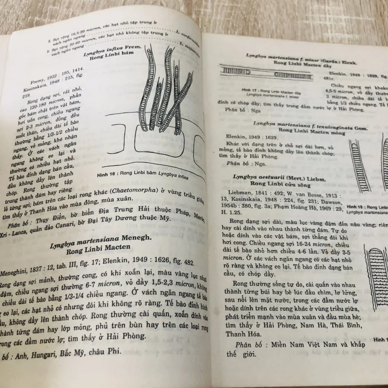 RONG BIỂN VIỆT NAM ( Phần phía Bắc) 956975