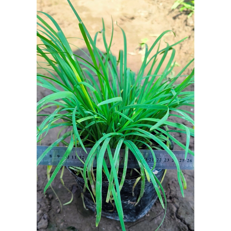 Chậu cây hẹ 478558