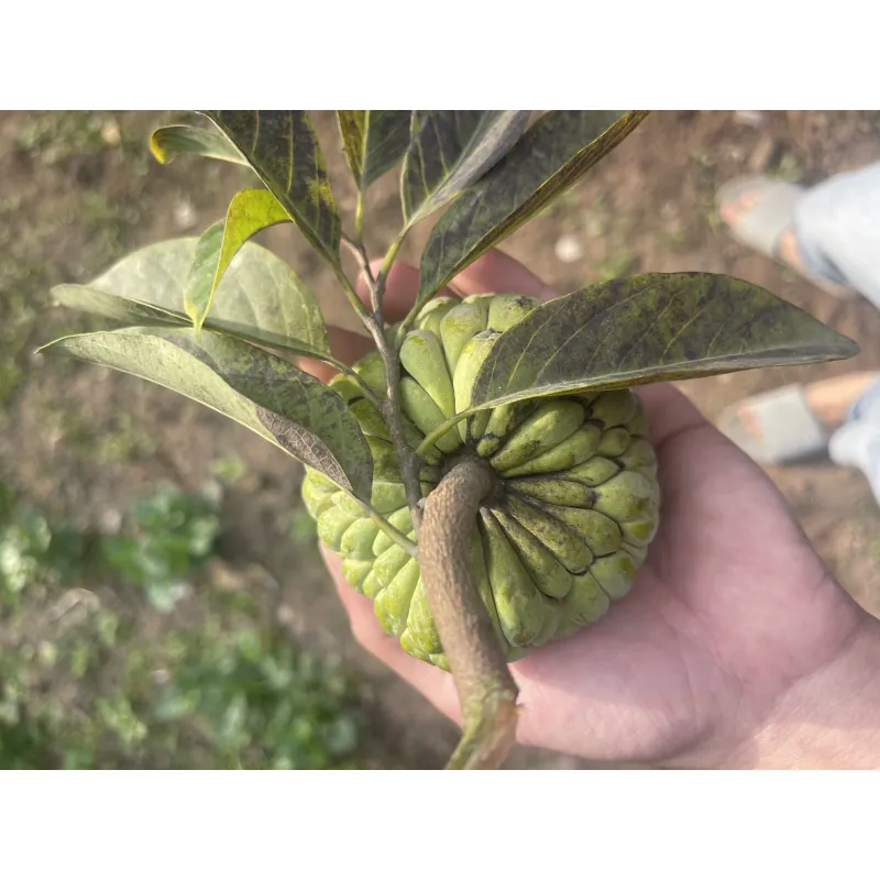 Tuyệt vời lắm  1041882