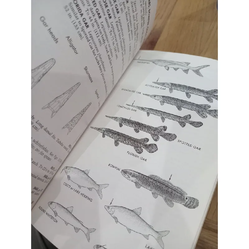 Freshwater fishes - Lawrence M. Page, Brooks M. Burr 569512
