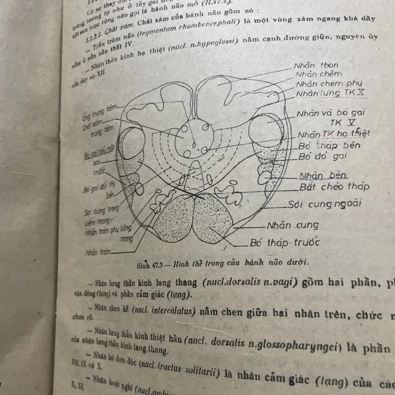 Bài giảng giải phẫu bệnh học - 2 tập, sách dày hơn 800 trang khổ lớn  1009096