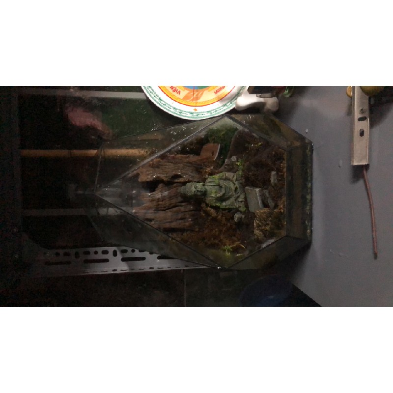 Bể terrarium thang lý 17025