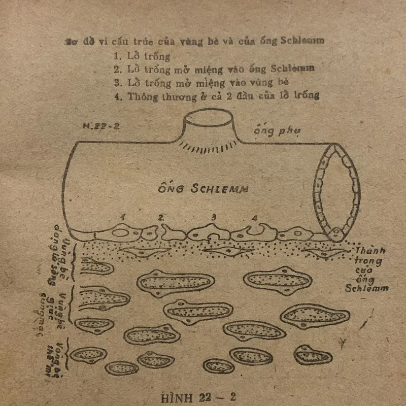 Nhãn khoa lâm sàng, Ngô Như Hoà chủ biên, lưu hành nội bộ 709169