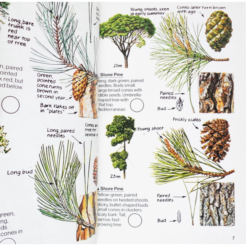 Usborne Spotter's Guides: Trees 461727