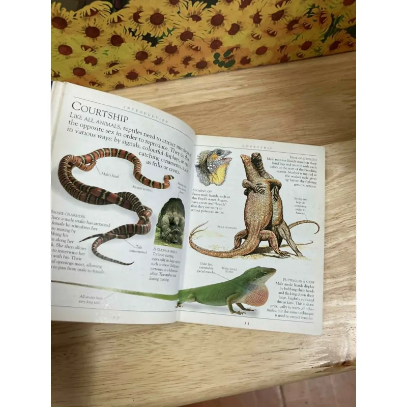 Pockets: Reptiles 1022230