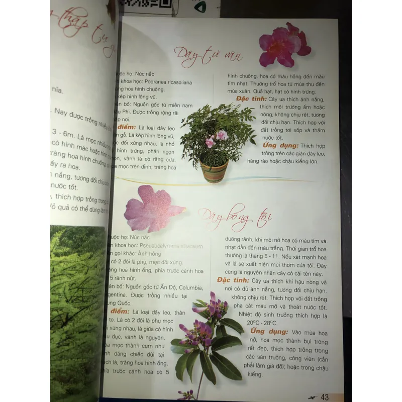 365 loài hoa cảnh  732810