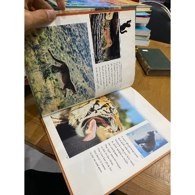 Wild Cats 550895