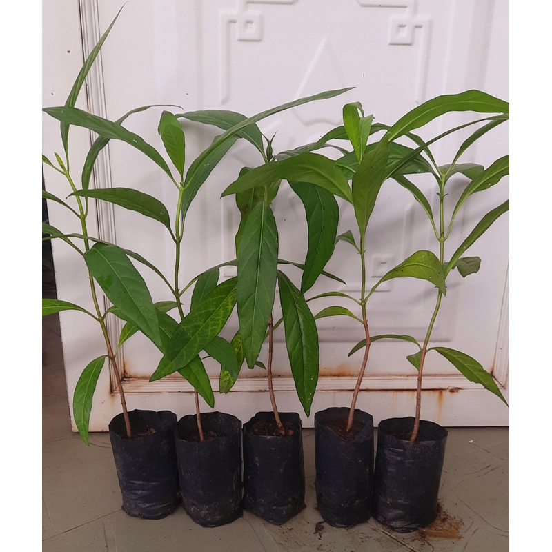 Combo 5 cây nhàu, chiều cao 25cm 504684