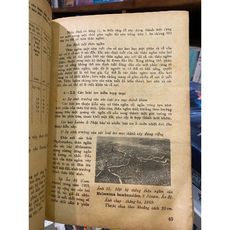 Nghiên cứu sinh lý tre trúc - Koichiro Ueda 718846