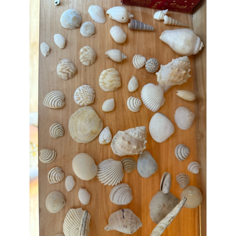 Combo Vỏ sò ốc làm đồ trang trí siu iu🐚 56 vỏ 508955