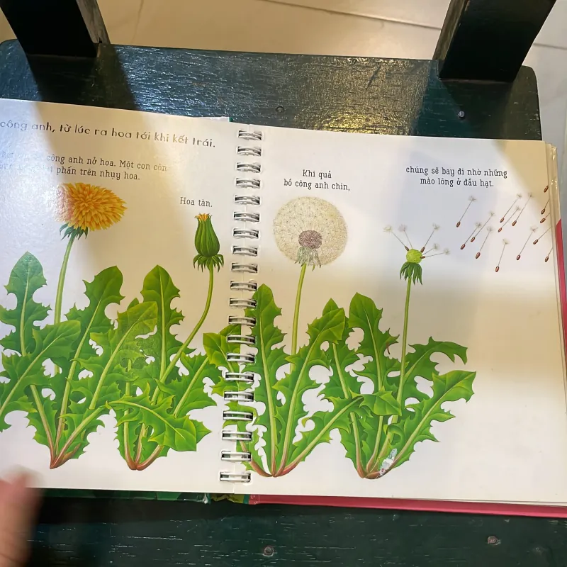 Những khám phá đầu tiên của tớ - Hoa - nhã nam 2018  1027415