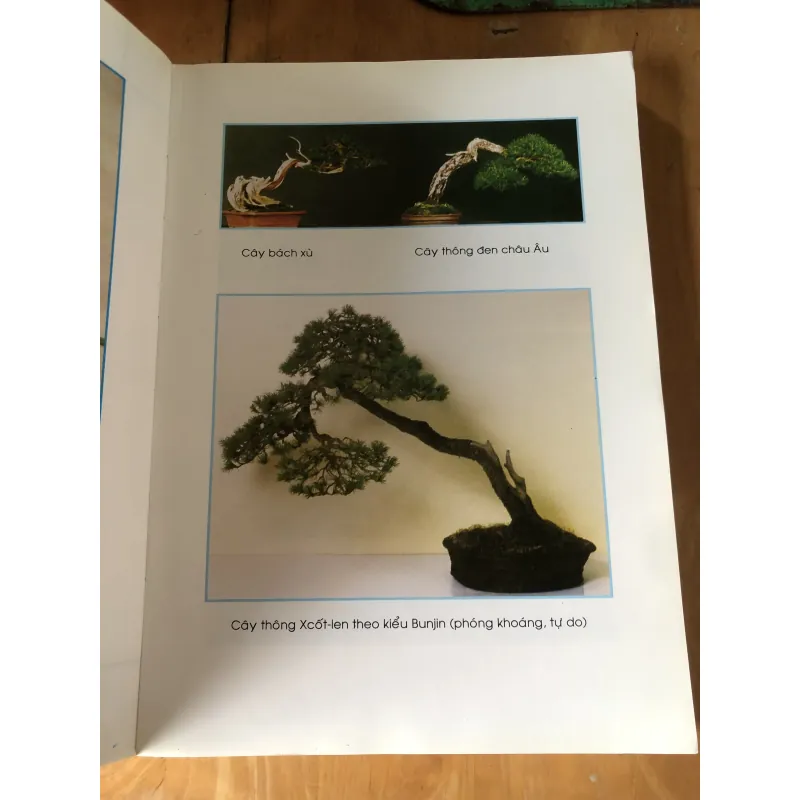 Chăm sóc tạo dáng bonsai toàn tập 973617