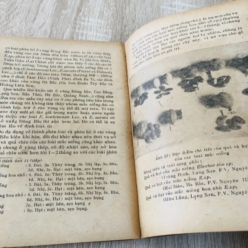 NHỮNG CÂY CÓ DẦU BÉO Ở VIỆT NAM  956949