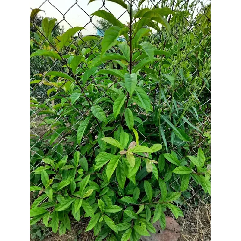 Lá xạ đen tươi 758184