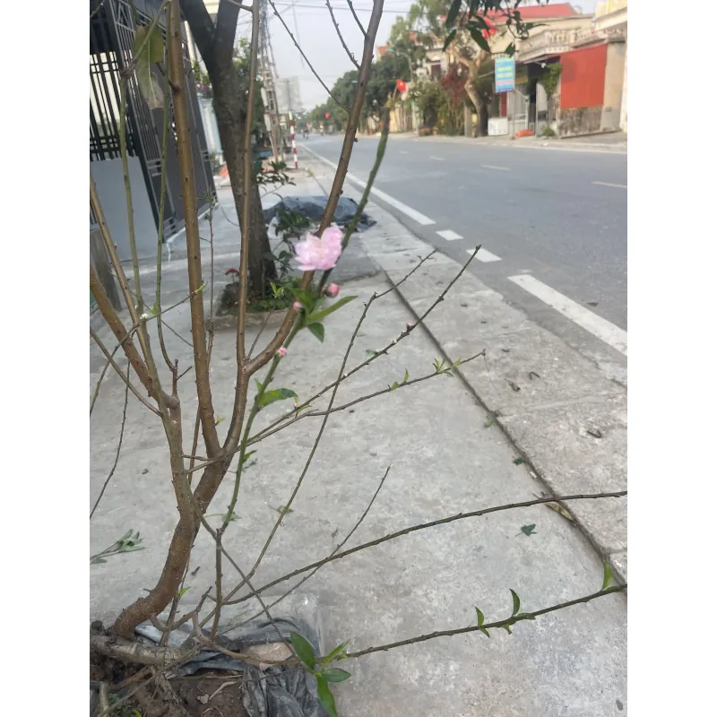 Tuyệt vời lắm  1041882