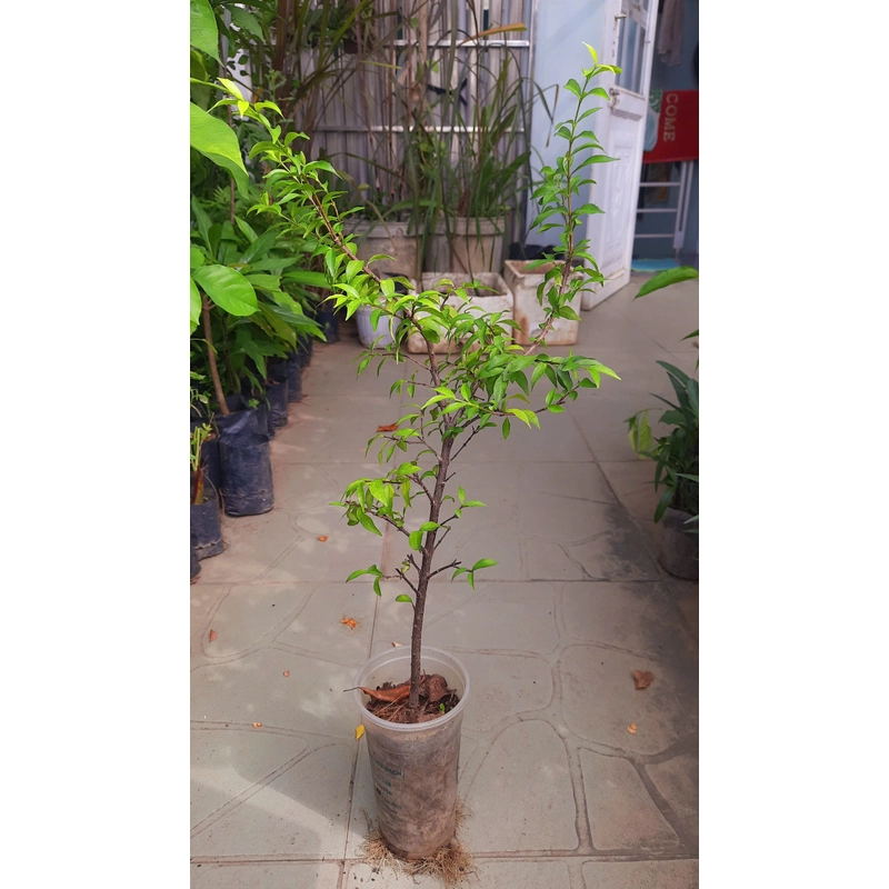 Cây mai chiếu thủy lá nhỏ, như hình chụp 78127