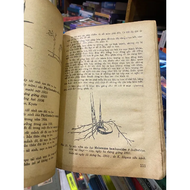 Nghiên cứu sinh lý tre trúc - Koichiro Ueda 718846