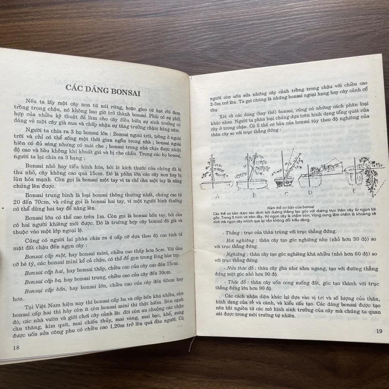 Bonsai 🌿🌿 961565