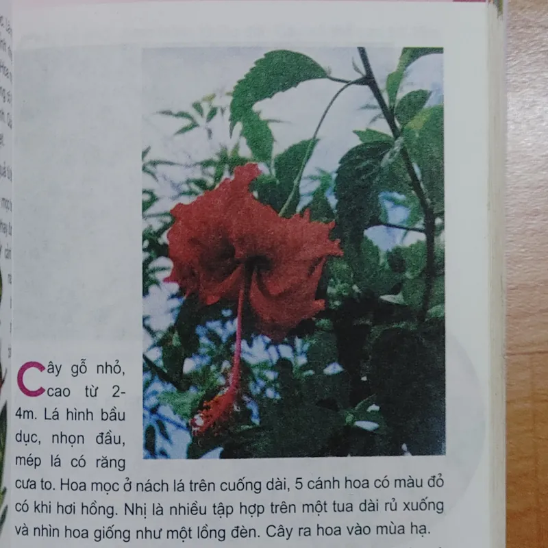 TỪ ĐIỂN TRANG VỀ CÁC LOẠI CÂY  571018
