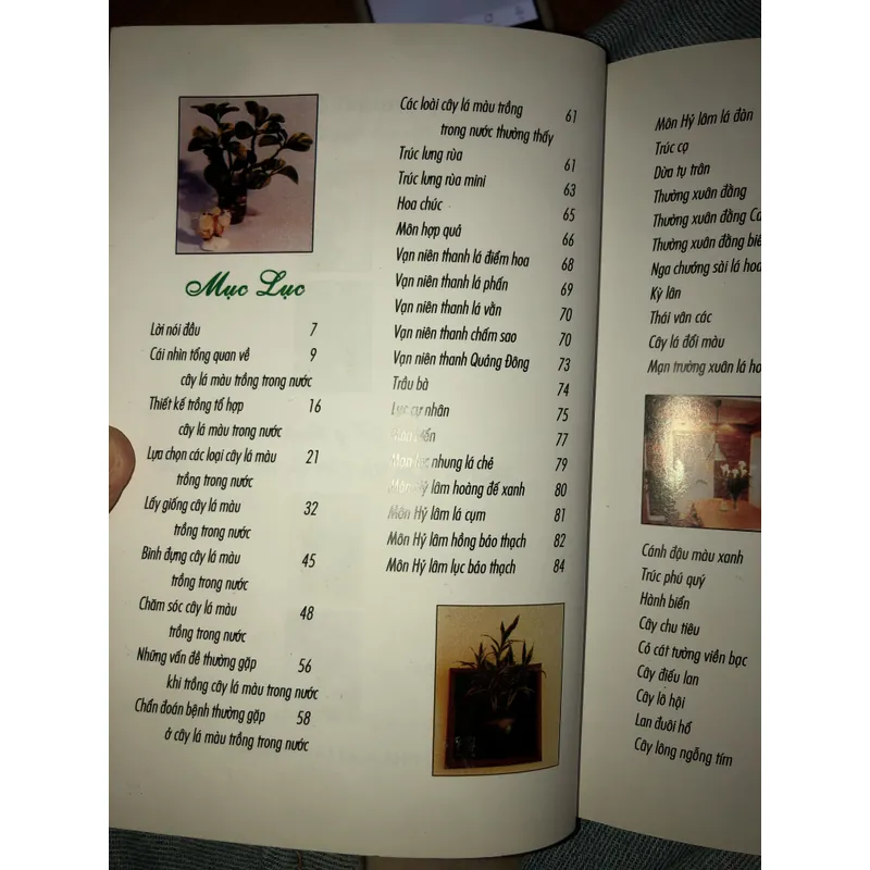 Kỹ thuật trồng hoa và cây lá trong nước 722961