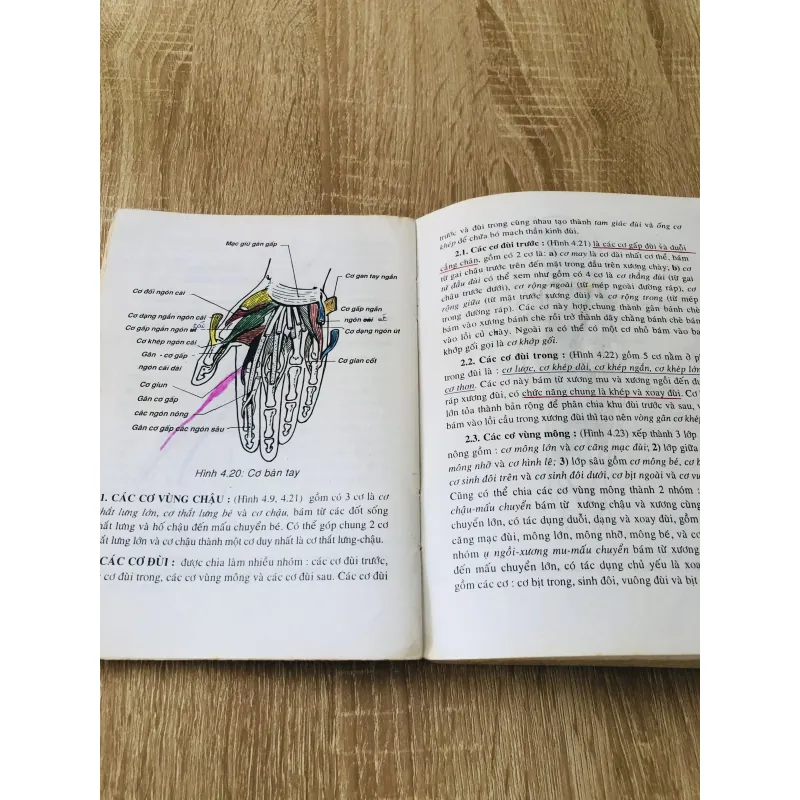 GIẢI PHẪU NGƯỜI - GIẢI PHẪU NGỰC BỤNG 989633