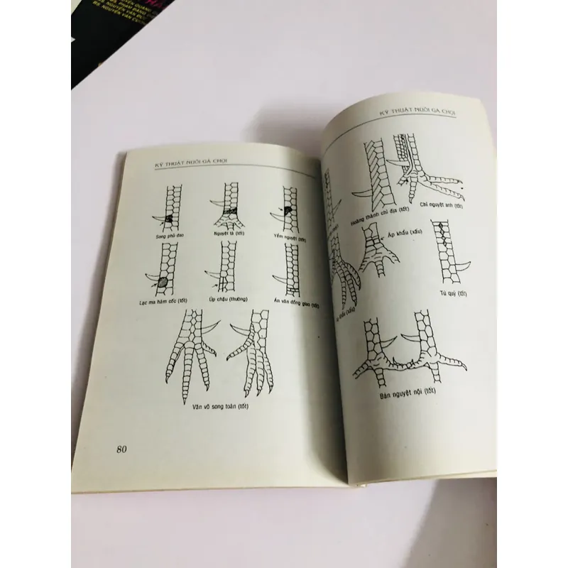 KỸ THUẬT NUÔI GÀ CHỌI - bí quyết chọn và nuôi gà nòi - gà đá 726837