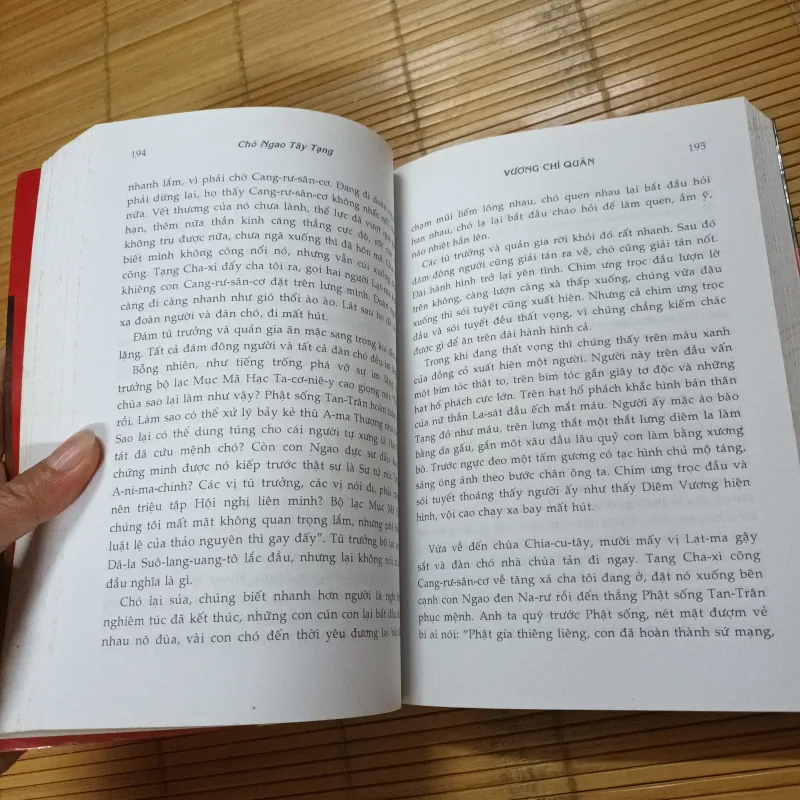 Chó Ngao Tây Tạng - Vương Chí Quân 755792