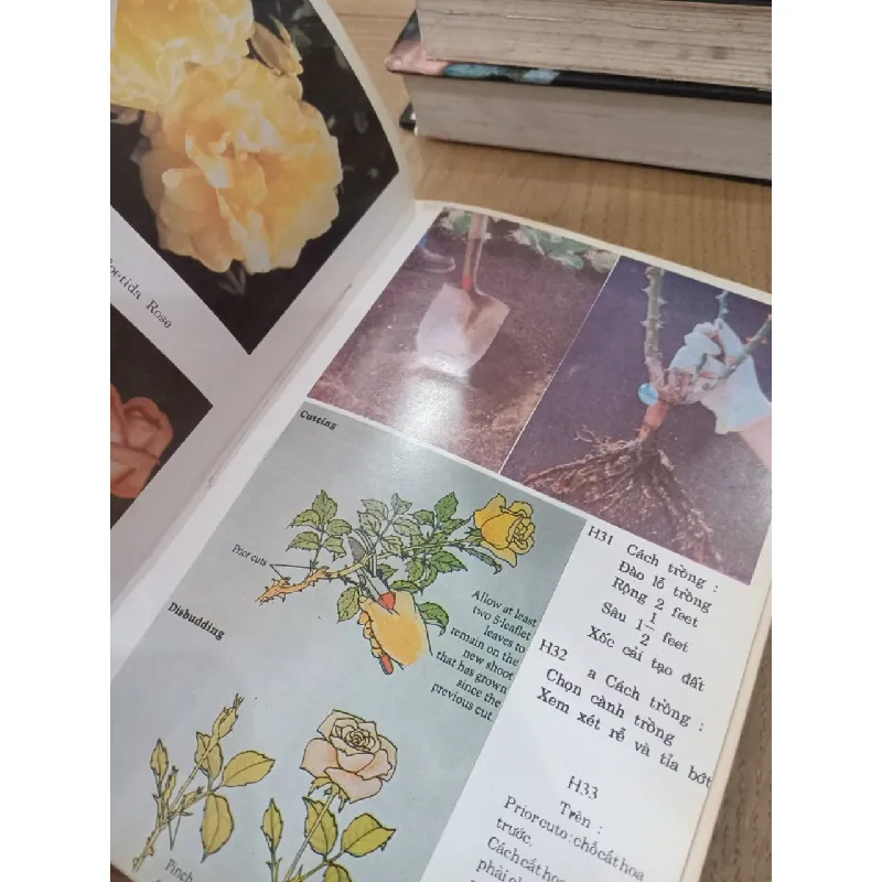 Kỹ thuật trồng và ghép hoa hồng - Huỳnh Văn Thới 605963