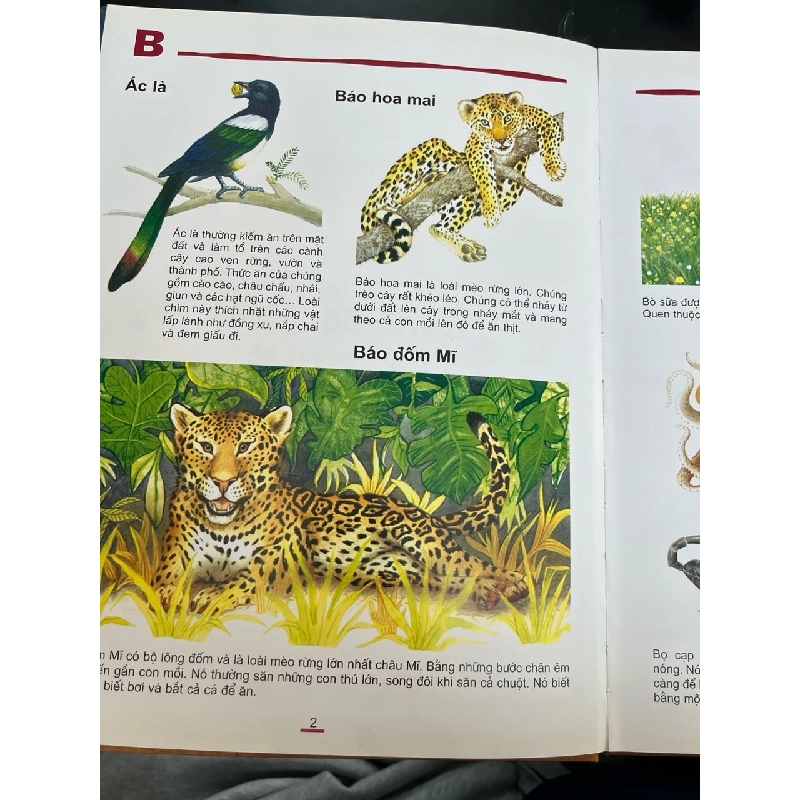 Từ điển tranh động vật đầu tiên của bé - Amrei Fechner 782771