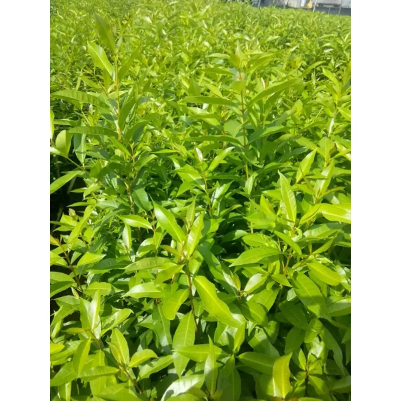 Lá vối nếp tươi 758114