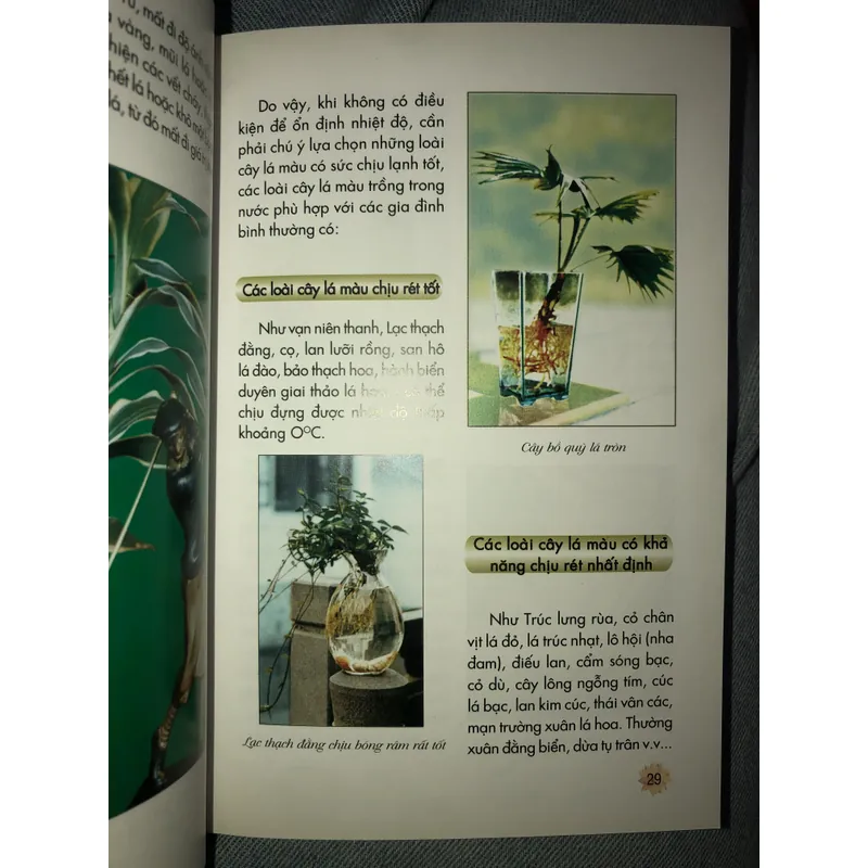 Kỹ thuật trồng hoa và cây lá trong nước 722961