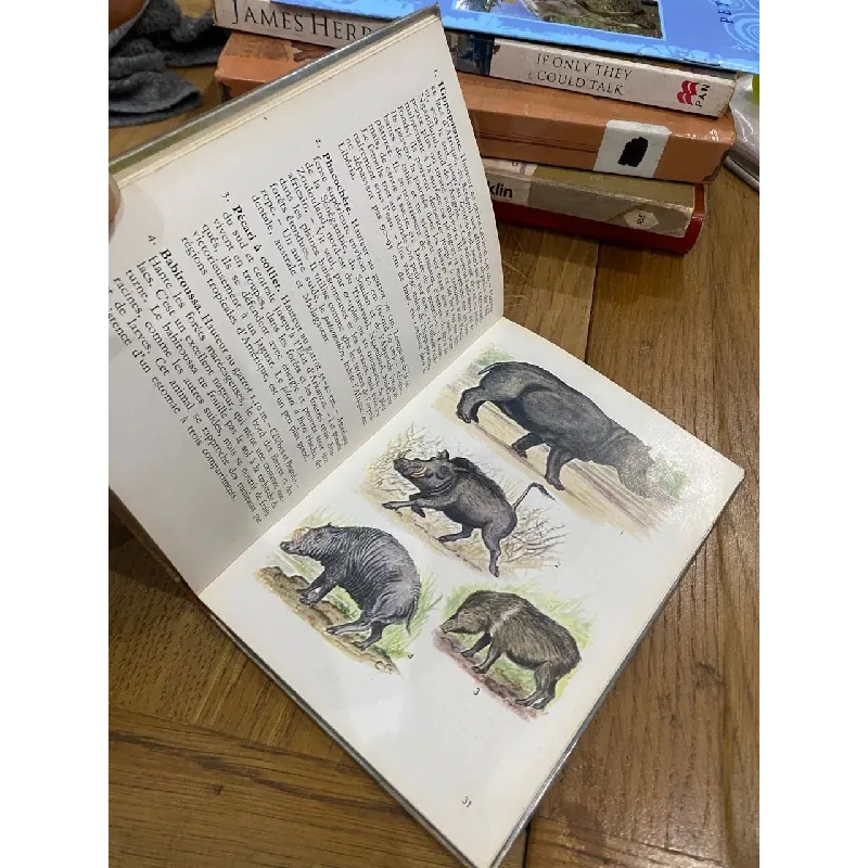 Animaux Exotiques 560699