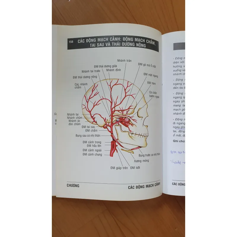 GIẢI PHẪU ĐẦU MẶT CO 752816