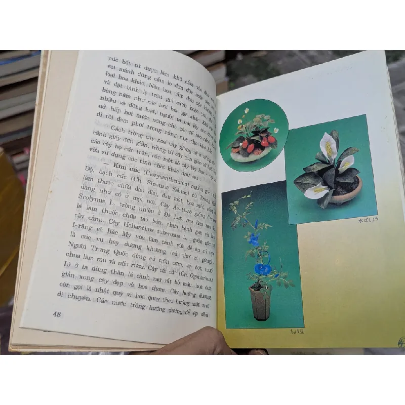 Hoa và cây cảnh - Đào Mạnh Khuyến 524648