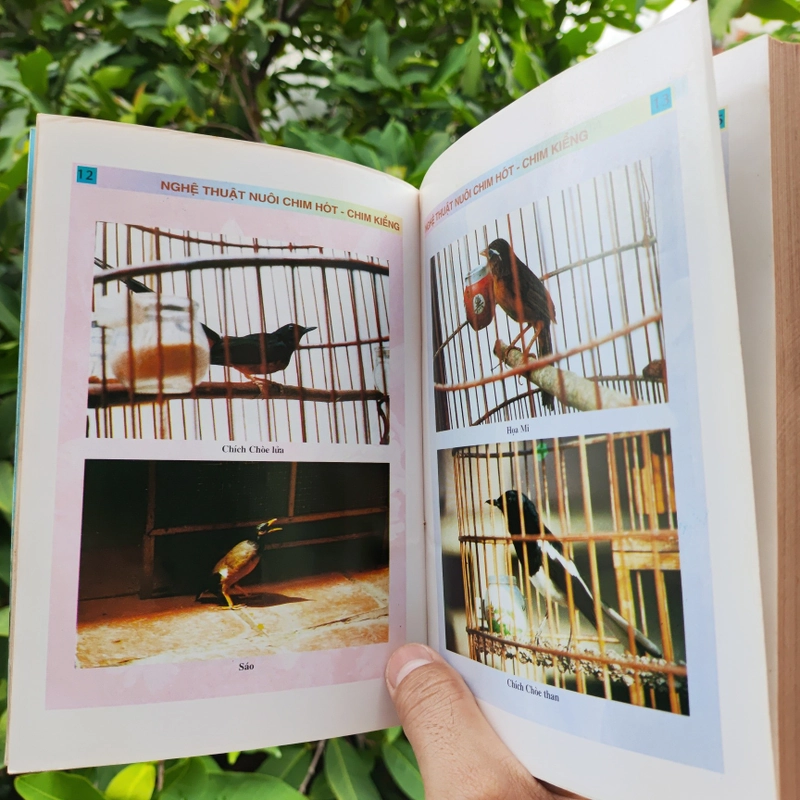 Nghệ Thuật Nuôi Chim Hót - Chim Kiểng 532116