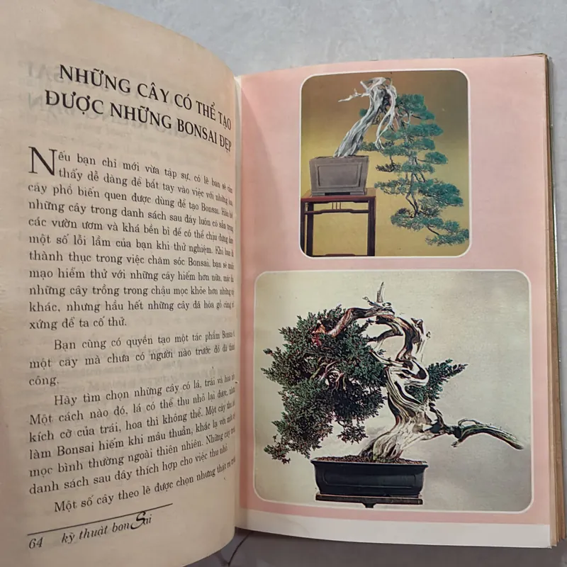 Kỹ thuật Bonsai - Hoài Đức 720789